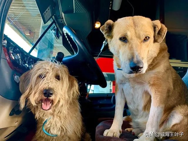 房车旅行可以带猫吗？为什么？