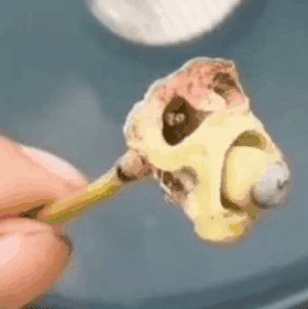 莲蓬极像《植物大战僵尸》的僵尸 网友狂做表情包