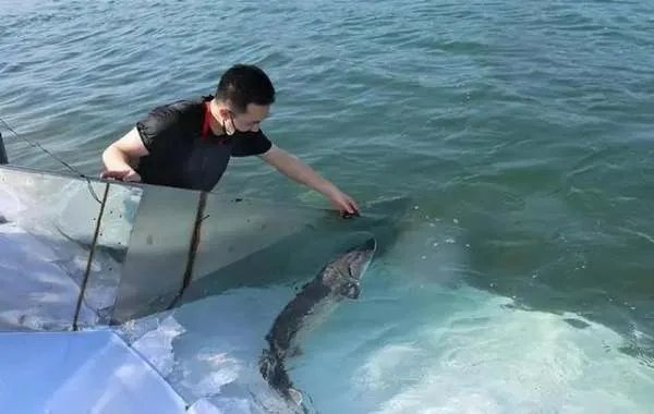 渔民误捕5条中华鲟赶紧放生，我国对其保护有多重视？