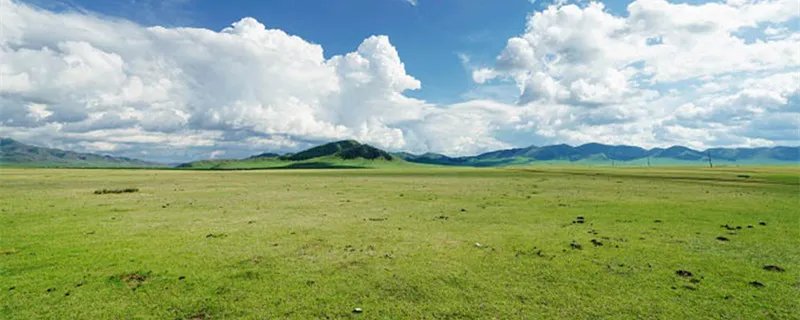 人称平头哥的动物是什么 人称平头哥的动物是什么动物