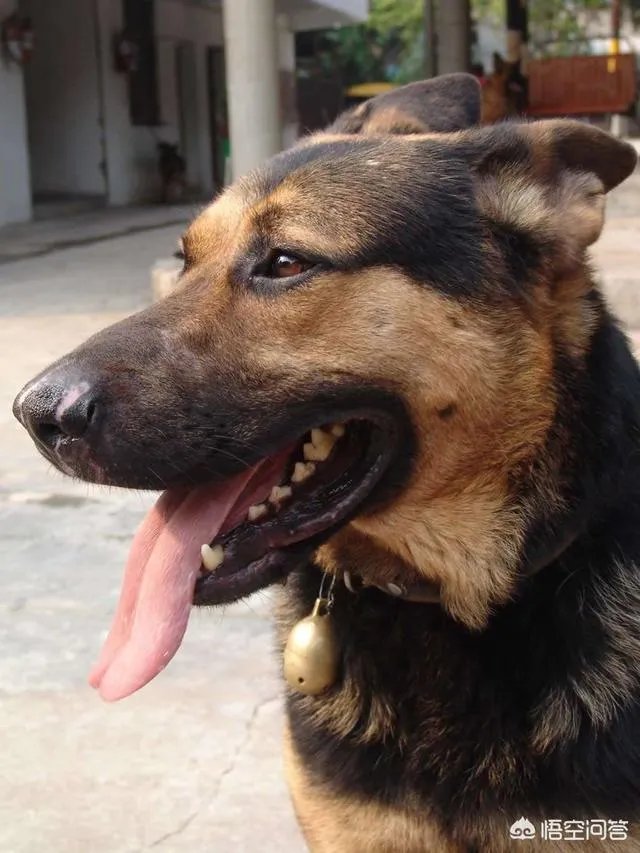 对主人忠诚的狗狗有哪些？