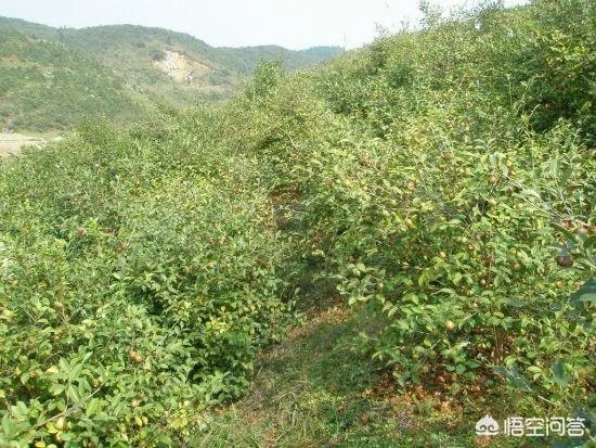 油茶苗哪个品种三年能挂果？