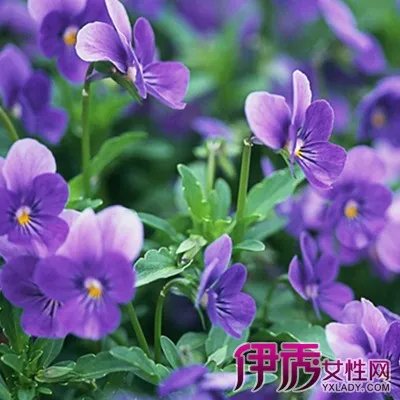 植物种类图片及名称大全