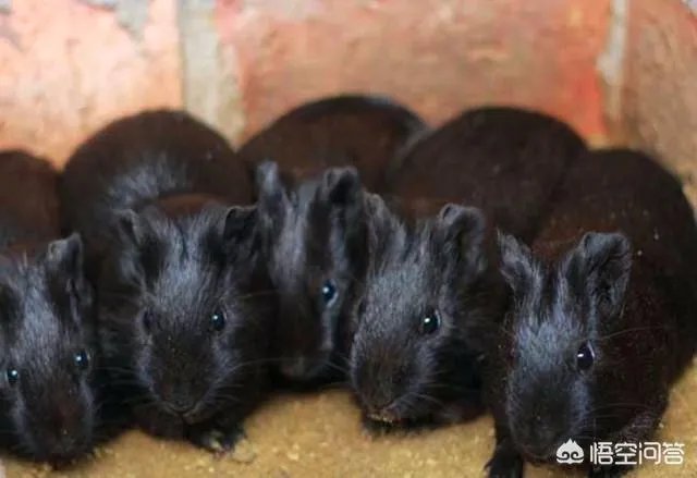 黑豚养殖，有大量的黑豚怎么养殖？