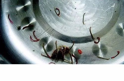 自来水中流出虫是怎么回事？