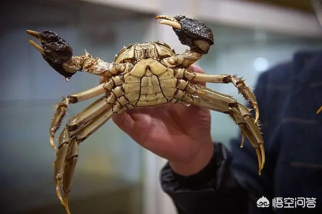 什么湖的大闸蟹最出名