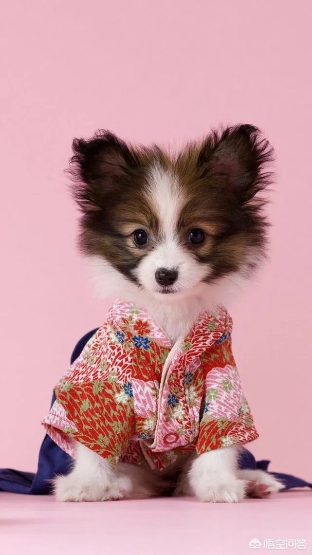 婆婆在儿媳妇怀孕坐月子时总说如果儿媳妇敢反驳她,就让儿子打她耳光,怎么办?