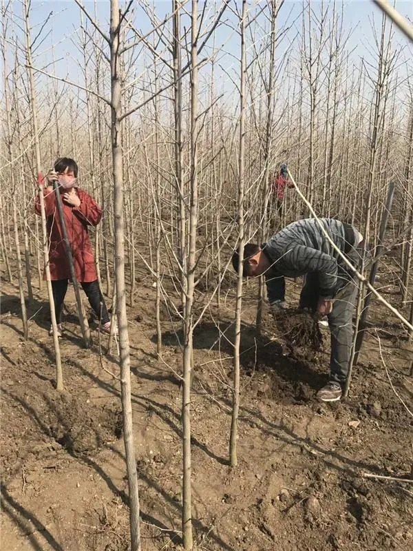 为什么说实生银杏是非常珍贵的树种？