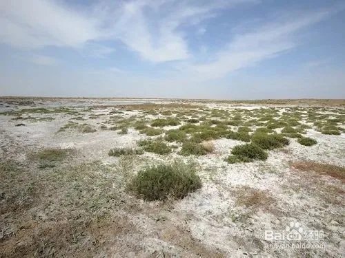 盐碱地改良方法