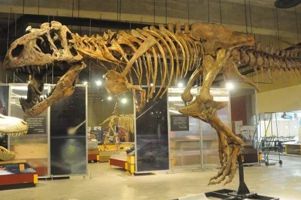 全球最大霸王龙化石拍出天价，2750万美元买的化石，到底有啥用处？