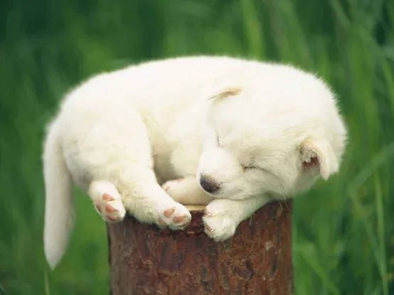 牧羊犬喜欢吃什么?