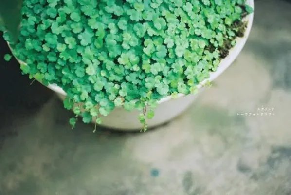 傻女叶凌月全文免费阅读 傻女叶凌月重生小说