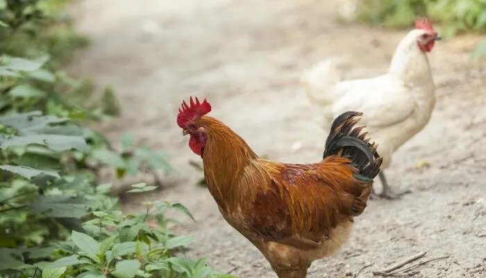 公鸡为什么能报晓