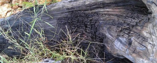 乌木怎么鉴别 鉴别乌木方法