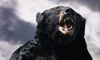 云南一老人四年两次被熊袭击是怎么回事？
