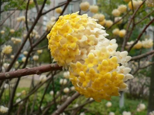 巴士电玩城最近怎么打不死鱼?