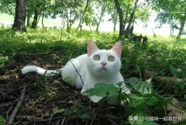 房车旅行可以带猫吗？为什么？