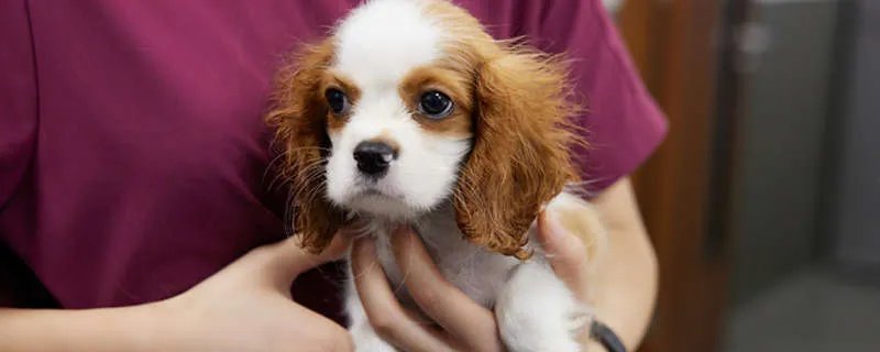 犬瘟热怎么得的传播方式是什么 犬瘟热是什么症状