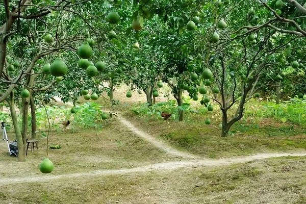 柚子树的栽培方法