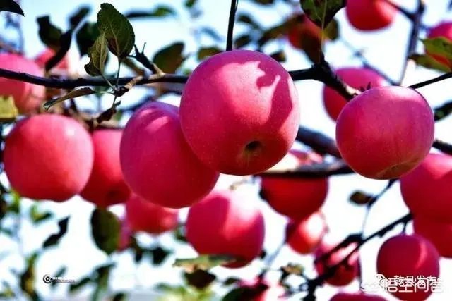 富士苹果的价格是多少?2018年下半年苹果的行情怎么样?