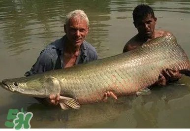 黄唇鱼怎么养殖？黄唇鱼养殖环境