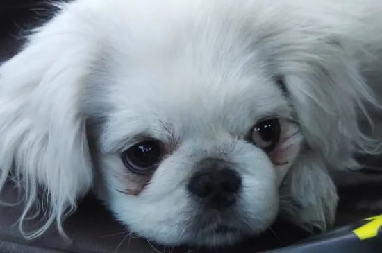 京巴狗是一种可爱的狗狗，那么京巴狗有哪些特点吗？