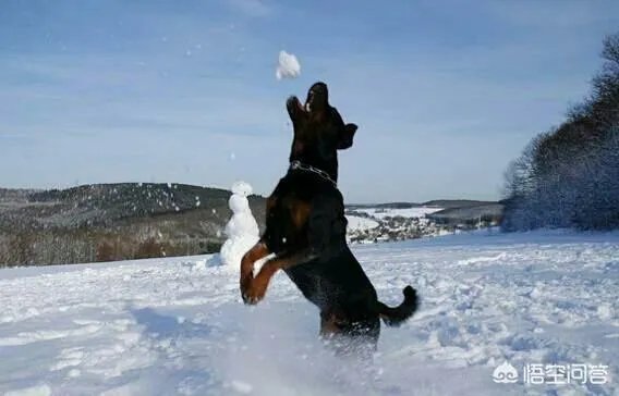 对主人忠诚的狗狗有哪些？