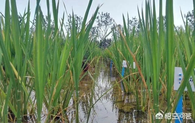 我国今年首次大范围试种海水稻，海水稻和水稻的区别到底有哪些？