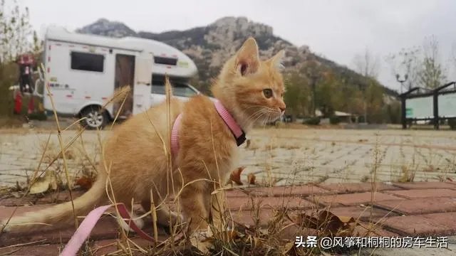 房车旅行可以带猫吗？为什么？