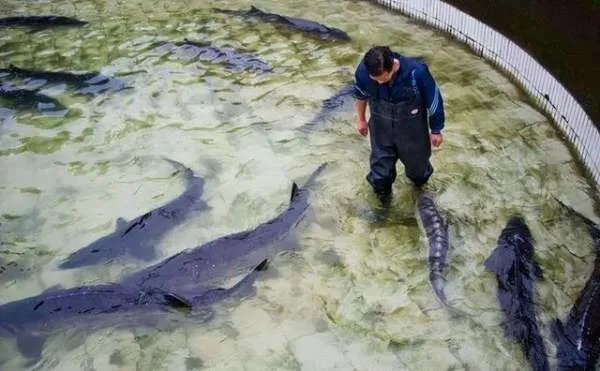 渔民误捕5条中华鲟赶紧放生，我国对其保护有多重视？