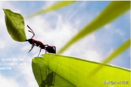 家中有蚂蚁窝怎么办？