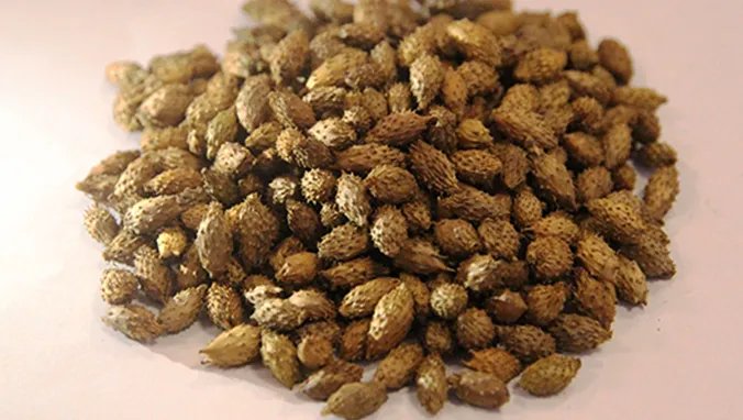 砂仁的功效与作用