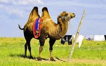 为什么骆驼能在沙漠中生活？