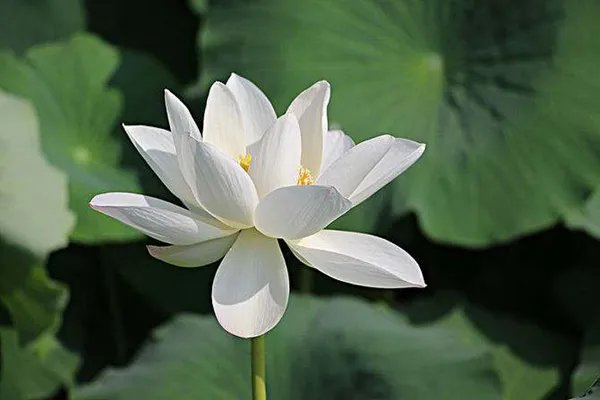 百年古莲复活开花 古莲子为何生存百年还能开花