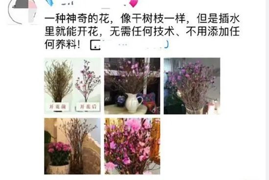 杜鹃花刷爆朋友圈,为何被告诫勿再买?