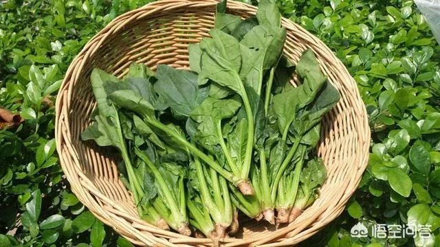 如何看待石家庄近日的菜价?