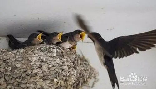 要装修燕子窝怎么办