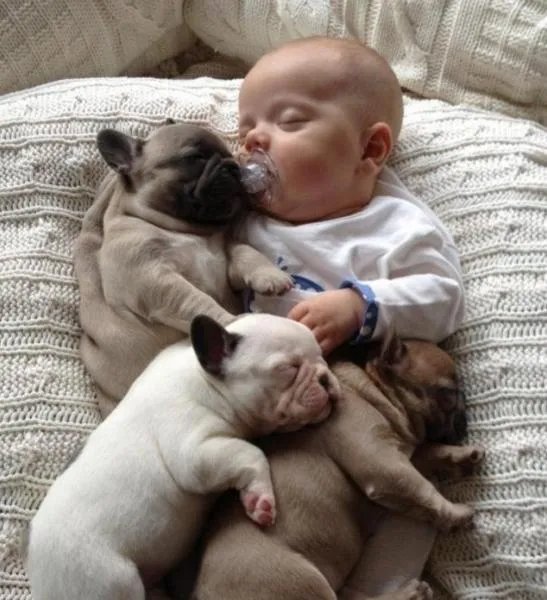 家有宠物是否影响宝宝健康？