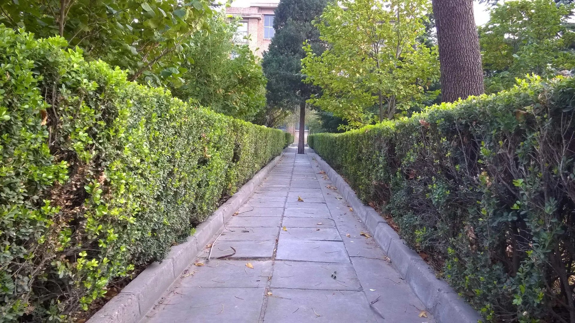 昔日巨头遗作 诺基亚WP8.1版Lumia 830评测