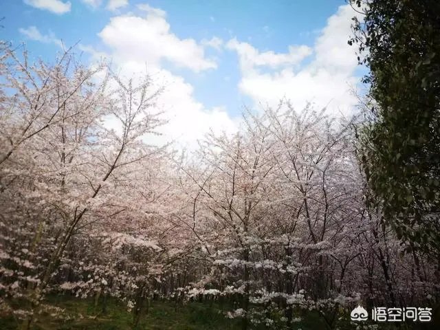 贵州平坝万亩樱花绽放，美爆了这个春天，有去过的吗？有旅游攻略路线吗？
