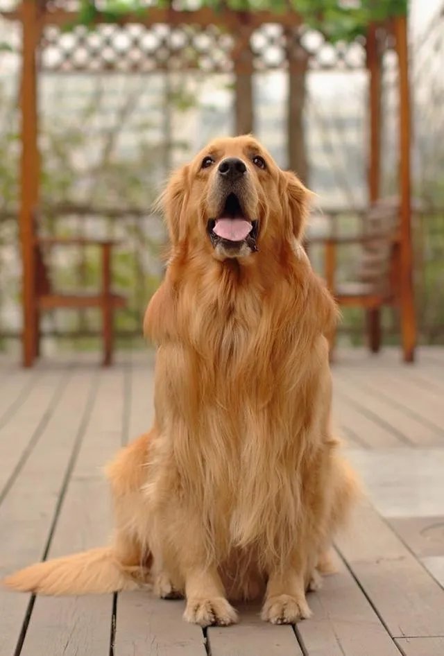 怎样训练狗狗讲规矩呀？