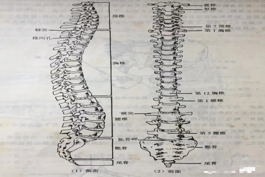 正常的人体脊椎图