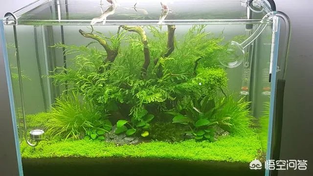 想养只小宠物具体哪个更适合家养？