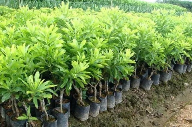 杨梅苗木栽培需要注意哪些事项？有没有什么好方法？