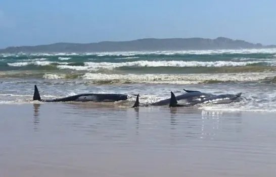巨头鲸大规模搁浅，是否说明海港的水质存在问题？