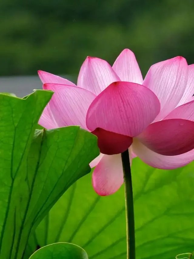 你用过最好看的QQ头像是哪个？