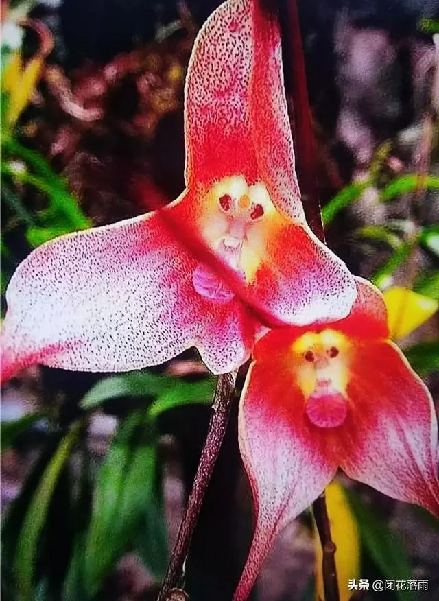 小龙兰需要春化吗?