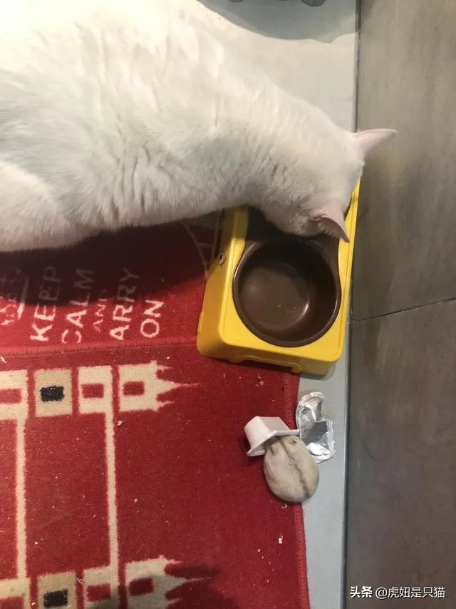 想养只小宠物具体哪个更适合家养？