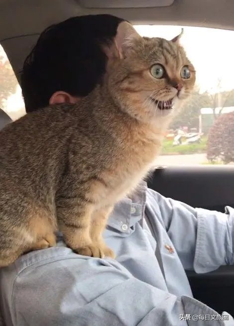 房车旅行可以带猫吗？为什么？