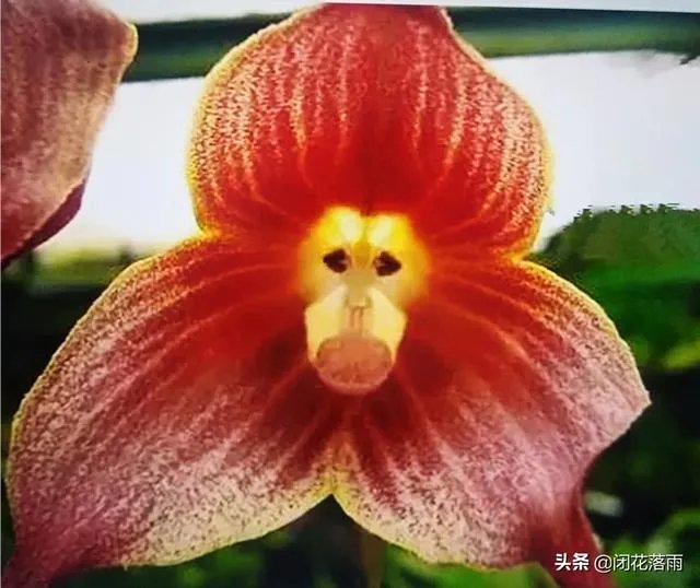 小龙兰需要春化吗?